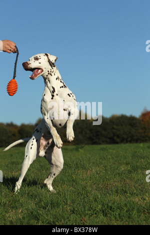Dalmatiner zu spielen Stockfoto