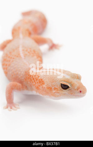 Amelanistisch (Albino) afrikanischen Fett-Tailed Gecko Stockfoto