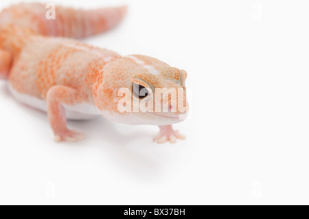 Amelanistisch (Albino) afrikanischen Fett-Tailed Gecko Stockfoto