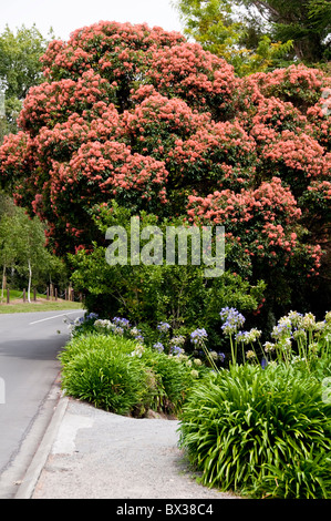 Rata-Baum in Blüte, Agapanthus, Blumen, Havelock North, Hawke's Bay, Nordinsel Neuseeland Stockfoto