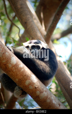 schwarze Gibbons auf einem Ast Stockfoto