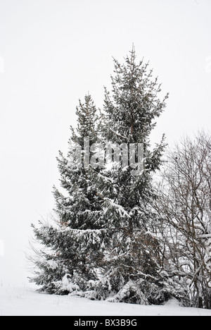 Schneewittchen im Zauberwald Stockfoto