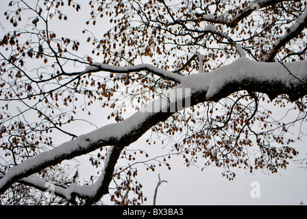 Schneewittchen im Zauberwald Stockfoto