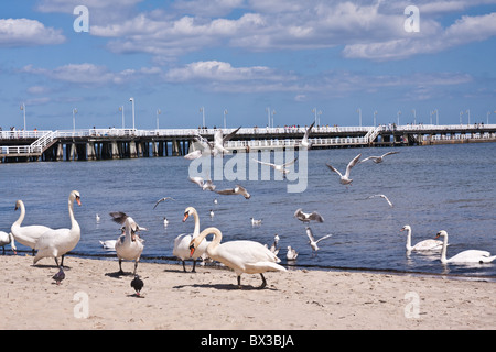 Schwäne am Holzsteg, Sopot, Polen Stockfoto