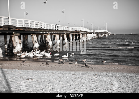 Schwäne am Holzsteg, Sopot, Polen Stockfoto