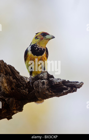 Porträt einer crested Barbet (Trachyphonus Vaillantii) im Busch. Das Foto wurde im Krüger Nationalpark, Südafrika. Stockfoto