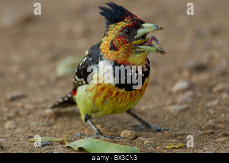 Porträt einer crested Barbet (Trachyphonus Vaillantii) im Busch. Das Foto wurde im Krüger Nationalpark, Südafrika. Stockfoto