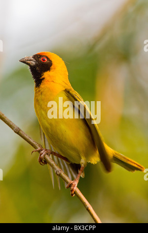 Porträt von einem südlichen maskiert Weber (Ploceus Velatus) auf einem Zweig. Das Foto wurde im Krüger Nationalpark, Südafrika. Stockfoto