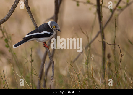 Porträt von einem weiß-crested Helm-Würger (Prionops Plumatus) auf einem Zweig. Das Foto wurde im Krüger National Park. Stockfoto