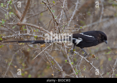 Porträt von einer Elster Würger (Urolestes Melanoleucus) auf einem Zweig. Das Foto wurde im Krüger Nationalpark, Südafrika. Stockfoto