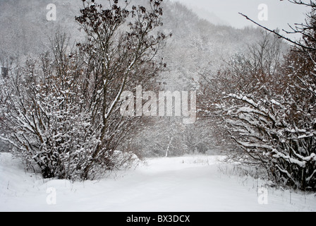 Schnee im Zauberwald von Lärche und Kiefer Stockfoto