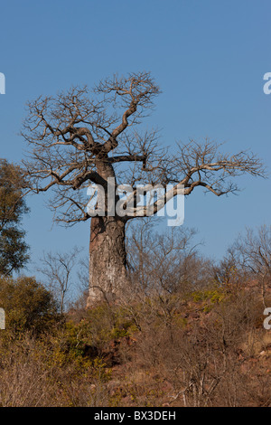 Baboab Baum (Affenbrotbäume Digitata) im Großraum Pafuri Krüger Nationalpark, Südafrika. Stockfoto