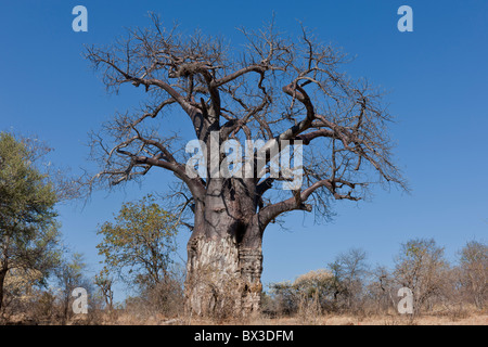 Baboab Baum (Affenbrotbäume Digitata) im Großraum Pafuri Krüger Nationalpark, Südafrika. Stockfoto