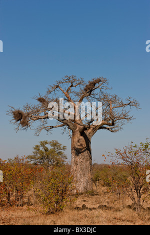 Baboab Baum (Affenbrotbäume Digitata) im Großraum Pafuri Krüger Nationalpark, Südafrika. Stockfoto