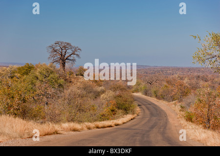 Die Teerstraße führt bis zum Horizont um einen Baobab-Baum (Affenbrotbäume Digitata). Das Foto wurde im Krüger National Park. Stockfoto