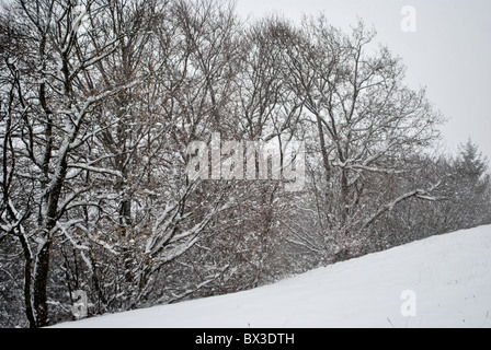 Schnee im Zauberwald von Lärche und Kiefer Stockfoto