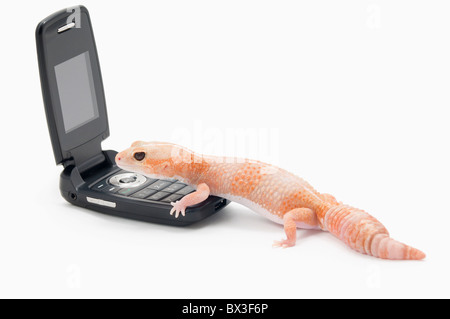 Albino afrikanischen Fett-Tailed Gecko (Hemitheconyx Caudicinctus) mit einem Handy Stockfoto