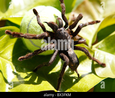 Tarantula und Tennis ball Stockfoto