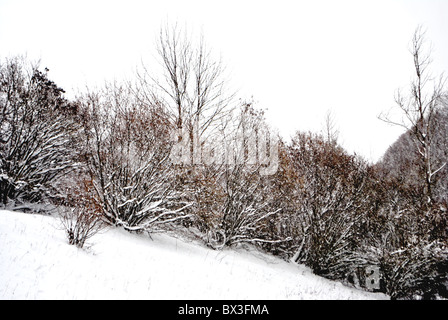 Schnee im Zauberwald von Lärche und Kiefer Stockfoto