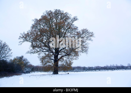 Eine einzelne Eiche in einem schneebedeckten Feld. Stockfoto