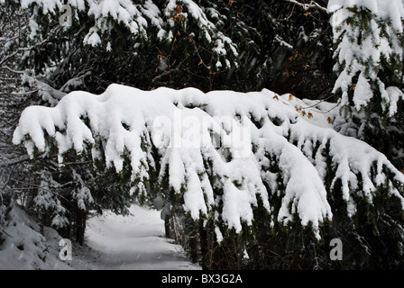 Schneewittchen im Zauberwald Stockfoto