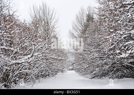 Schnee im Zauberwald von Lärche und Kiefer Stockfoto