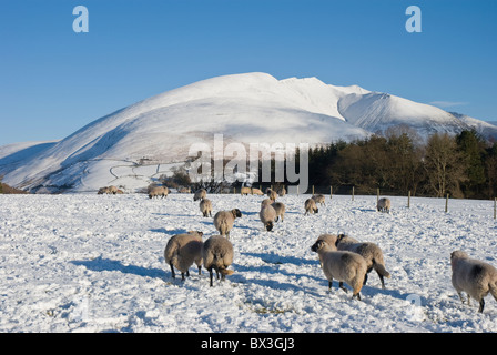 Schafe im Schnee in der Nähe von Blencathra, auch bekannt als Saddleback, in der Nähe von Castlerigg, Keswick, Cumbria Stockfoto