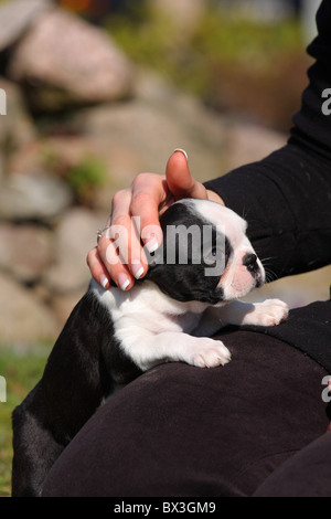 Boston Terrier Welpen Stockfoto