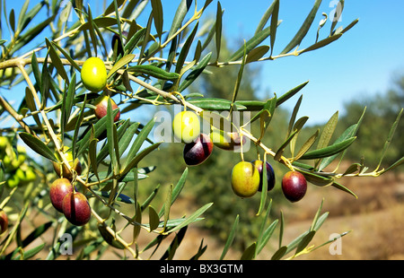 Oliven Baum hängen. Stockfoto