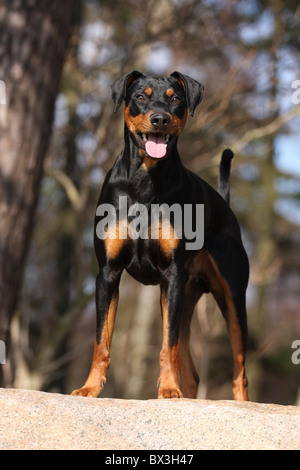 Deutsche Pinscher Stockfoto