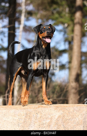 Deutsche Pinscher Stockfoto