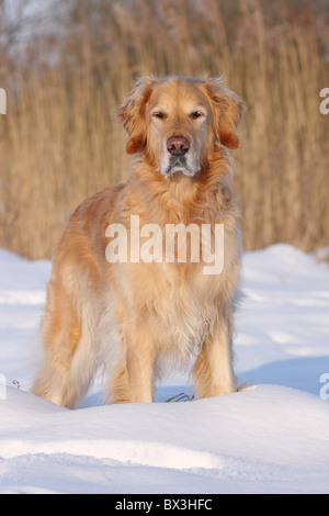 Golden Retriever im Schnee Stockfoto