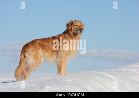 Golden Retriever im Schnee Stockfoto