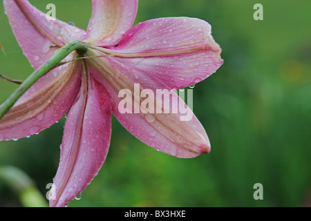 Rosa Lilie mit Tautropfen am Sommertag. Stockfoto