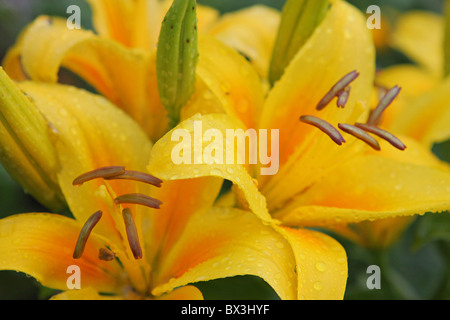 Gelbe Lilien mit Tautropfen am Sommertag. Stockfoto