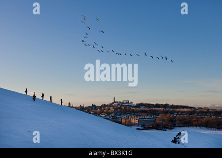 Gänse fliegen über einem verschneiten Holyrood Park, Edinburgh Stockfoto