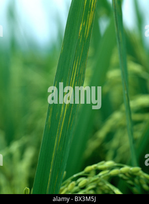 Bakterielle Blatt Streifen (Xanthomonas Oryzicola) Läsionen auf den Blättern von Reis Stockfoto