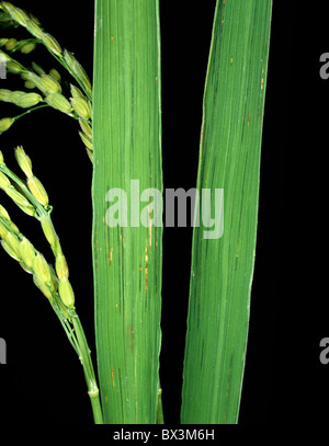 Bakterielle Blatt Streifen (Xanthomonas Oryzicola) Schlieren auf Reis-Blätter Stockfoto