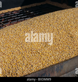 Mais oder Mais Getreide im Silo Trichter aus einer kombinierten Ernte für Tierfutter Stockfoto