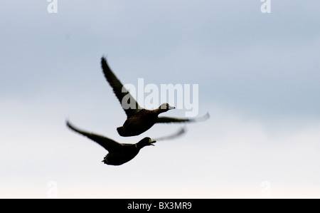 Mallard Duck paar in full-Flight zusammen - einen über den anderen - dunkle Sillouette und Bewegung in den Flügeln gezeigt Stockfoto