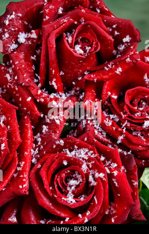 Strauß roter Rosen in Schneeflocken im Winter überdacht Stockfoto