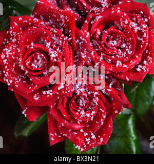 Strauß roter Rosen in Schneeflocken im Winter überdacht Stockfoto