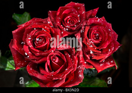 Strauß roter Rosen in Schneeflocken im Winter überdacht Stockfoto