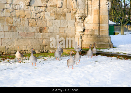 Gänse in der St. Marys Abbey in Wintergärten Museum York Yorkshire England Stockfoto