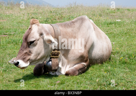 Rinder an der Spitze des Monte Baldo, über Malcesine am Gardasee in Norditalien Stockfoto