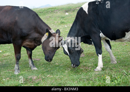 Rinder an der Spitze des Monte Baldo, über Malcesine am Gardasee in Norditalien Stockfoto