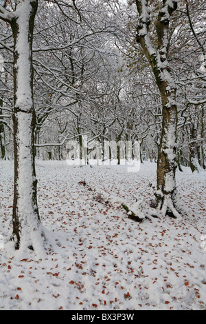 Schneebedeckte Buche Bäume im Frühholz, Honley, Holmfirth, West Yorkshire, England, UK. Stockfoto