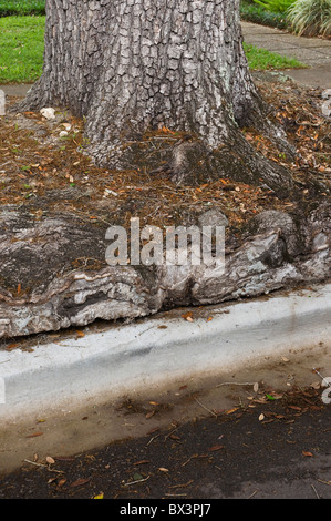 Frühling-Kunstfestival Gainesville Florida Wurzel städtischen Baum gebunden Stockfoto