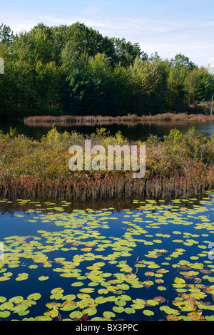 Feuchtgebiet mit Wasserpflanzen in der Nähe von Cadillac, Michigan, USA. Stockfoto