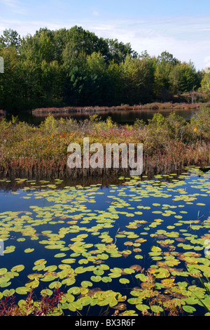 Feuchtgebiet mit Wasserpflanzen in der Nähe von Cadillac, Michigan, USA. Stockfoto